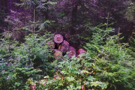 Wooden logs of pine woods in the forest, stacked in a pile.の写真素材