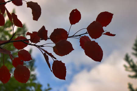 Autumn leaves. Close up of fallen aspen tree leaves.