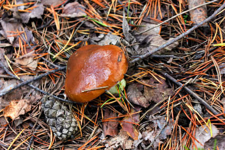 Xerocomus badius mushroom is growing in the forest.の写真素材
