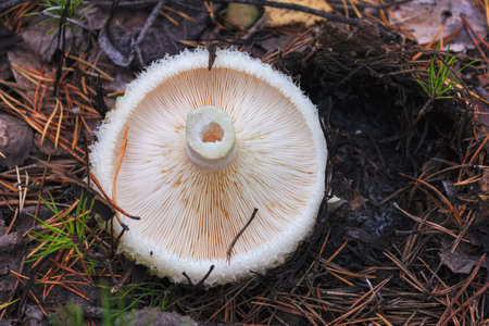 Edible mushroom Lactarius torminosus in natural conditions among the grass and leaves.の写真素材