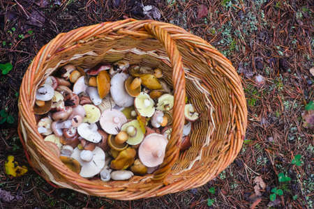 Edible forest mushrooms in wicker basket, top view.の写真素材