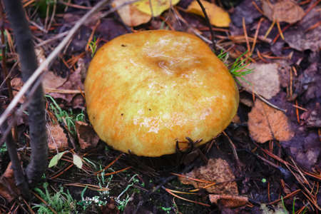 Xerocomus badius mushroom is growing in the forest.