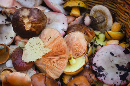 Edible forest mushrooms in wicker basket, top view.