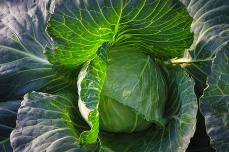 Cabbage grow in home vegetable garden. Fresh cabbage.の写真素材