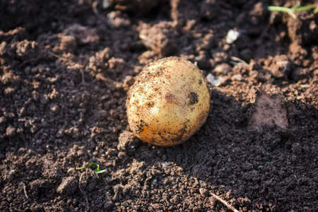 Young potatoes on ground. Potato lies on a bed against the background of soil close-up.の写真素材