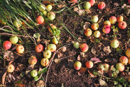 Autumn apples on the ground. Apples fallen down. Fallen ripe apples lie on the ground next to the apple tree close-up.の写真素材