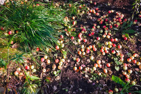 Autumn apples on the ground. Apples fallen down. Fallen ripe apples lie on the ground next to the apple tree close-up.の写真素材