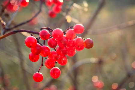 Ripe bunches of viburnum ordinary Viburnum opulus are on blurred background. Beautiful autumn background with red berries.の写真素材