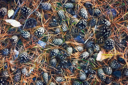 Fallen dry pine cones and dry needles on the ground in the forest. Fallen pine cones in autumn.の写真素材