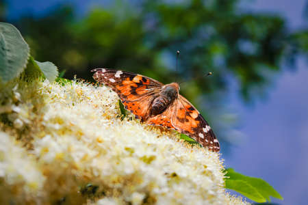 Butterfly Vanessa Cardui or Cynthia cardui in the garden.の写真素材