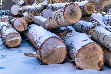 Trunks of large trees in the winter season. Sawn trunks of large poplars covered with snow.の写真素材