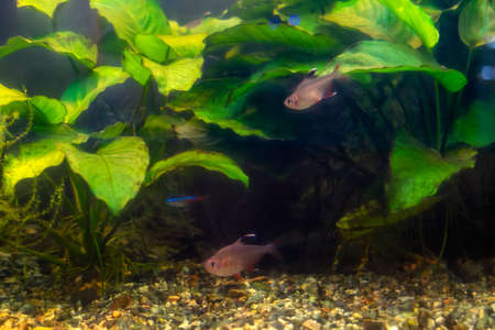 Natural aquarium representing tropical biotope.