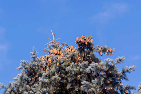 Blue spruce with cones. View from below. Against the background of blue sky.