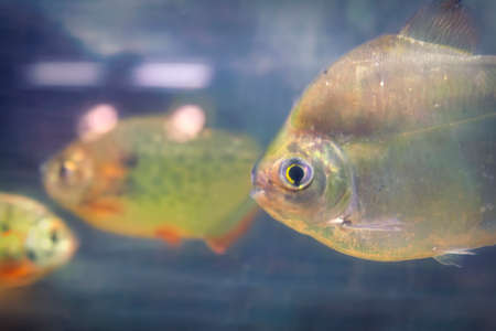 Natural aquarium representing tropical biotope.の写真素材