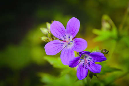 Flowering Geranium meadow Geranium pratense close-up on a blurred background.の写真素材