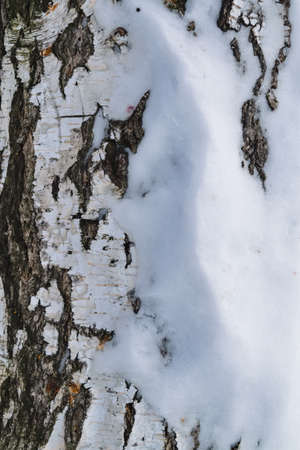Birch tree covered by snow and frost texture.の写真素材
