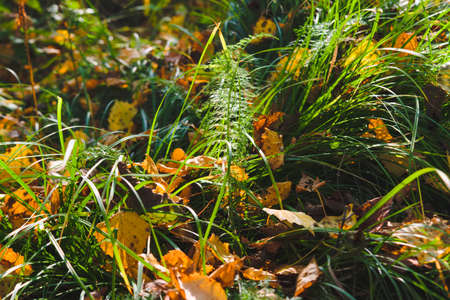 Fallen autumn leaves on the ground. Background, texture of fall colored leaves. Seasonal landscape. Yellow foliage on green grassの写真素材