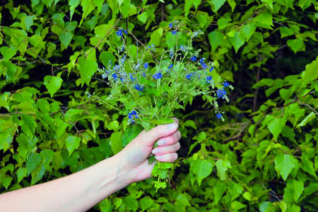 Female hand with a bouquet of wildflowers on a background of foliage. A female hand holds a beautiful bouquet of wildflowers.の写真素材