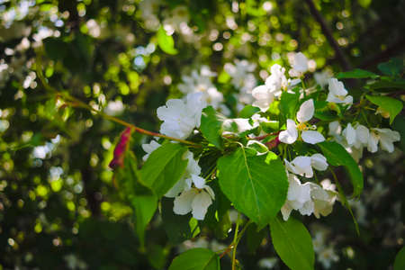 Flowers of wild apple in the sun close up, blurred background.の写真素材