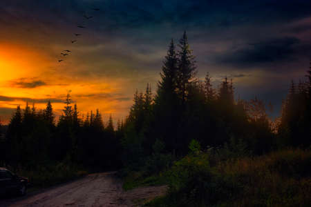 Evening landscape meadow against the backdrop of the forest at sunset.の写真素材