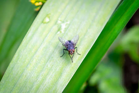 A fly is sitting on a green leaf. Closeup. Green Background.