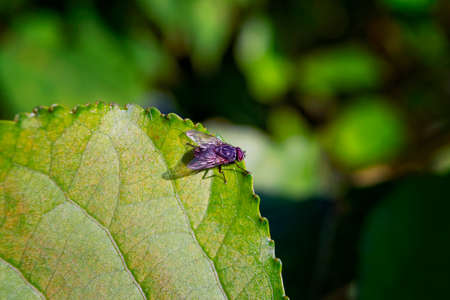 A fly is sitting on a green leaf. Closeup.