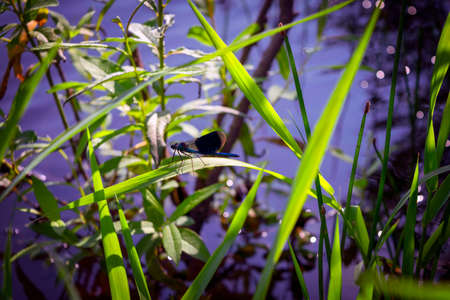 Blue dragonfly sits on the grass with a green back-up.
