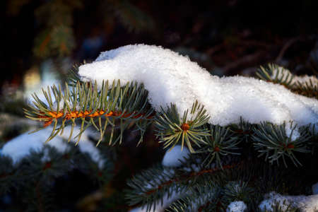 Blue spruce branch close up. Evergreen tree covered with snow in winter.