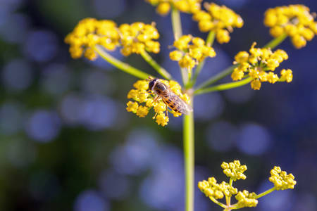 Morning field background with wild flowers.の写真素材