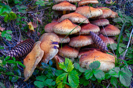 Close-up of a mushroom in a mossy environment, with a blurred background.