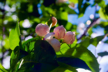 Flowers of wild apple in the sun close up, blurred background.