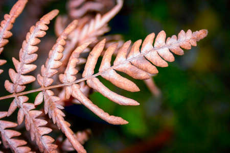The fern branch in the autumn forest. Close-up.の写真素材