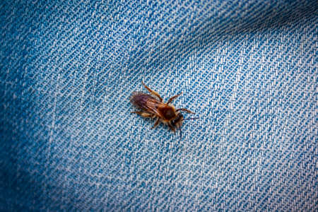 Close-up photo of a young bee on denim background.の写真素材