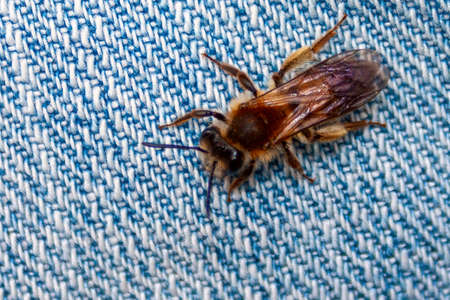 Close-up photo of a young bee on denim background.