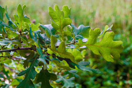 Spring oak leaves on a background of a blurred sunny forest.