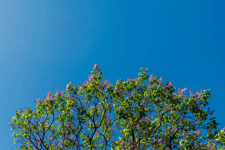 A branch of a blossoming lilac with green leaves against a blue sky.の写真素材