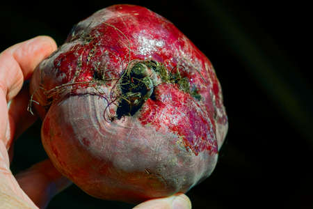 Fresh beetroot on dark background. Harvest vegetable cooking conception . Diet or vegetarian food concept.の写真素材