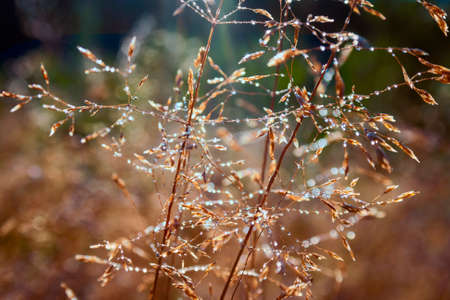 Dried wildflowers on a blurred background, close-up.