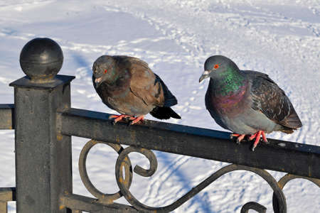 Pigeons sit in the snow in winter. The birds were cold and hungry.の写真素材
