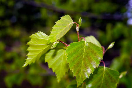 Young green birch leaves on a blurry