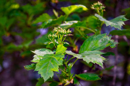 Young green branch on a blurry background close-up.
