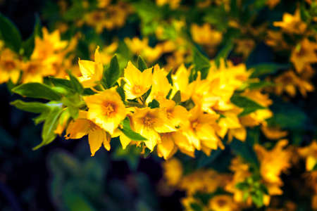 Summer Background. Flowers. Garden flowers on a background of green foliage.の写真素材