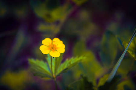 Summer Background. Flowers. Garden flowers on a background of green foliage.