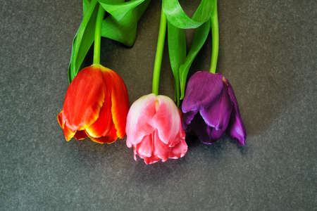 Three tulips of violet, red and pink flowers on a grey background.