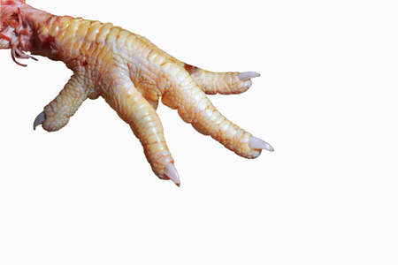 Chicken feet. Chicken paw close-up isolate on a white background.