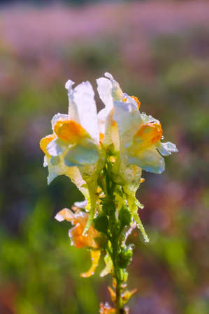 Linaria vulgaris, names are common toadflax, yellow toadflax, or butter-and-eggs.