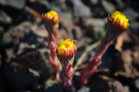 Blooming in early spring bush coltsfoot. Beautiful yellow coltsfoot flower. Tussilago farfara.の写真素材