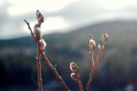 Willow branches with buds close-up. Spring background.の写真素材