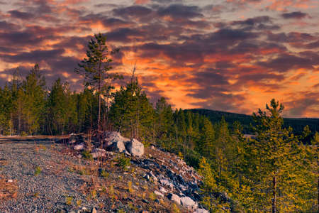 Spring landscape in the forest against the backdrop of a beautiful sunset.の写真素材