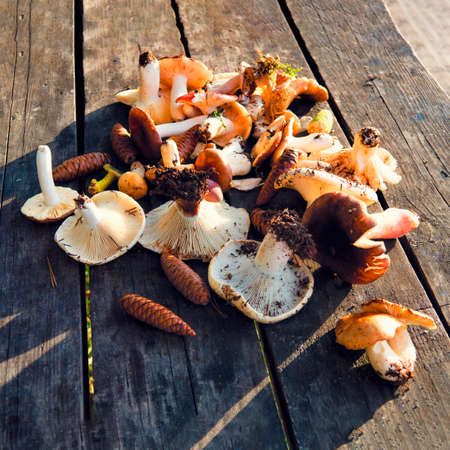 Edible raw boletus mushrooms on old wooden retro background close-up, top view.の写真素材